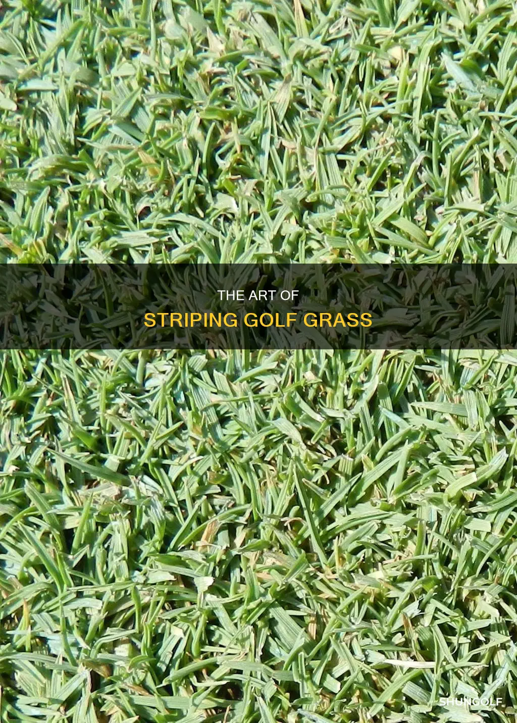 how is golf grass striped