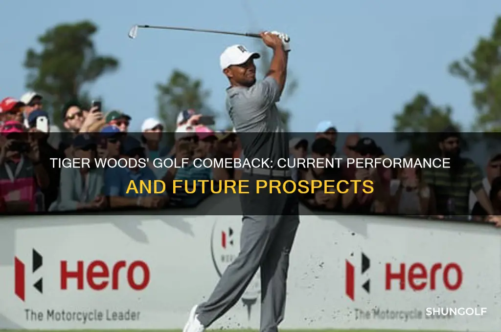 how is tiger woods doing in golf