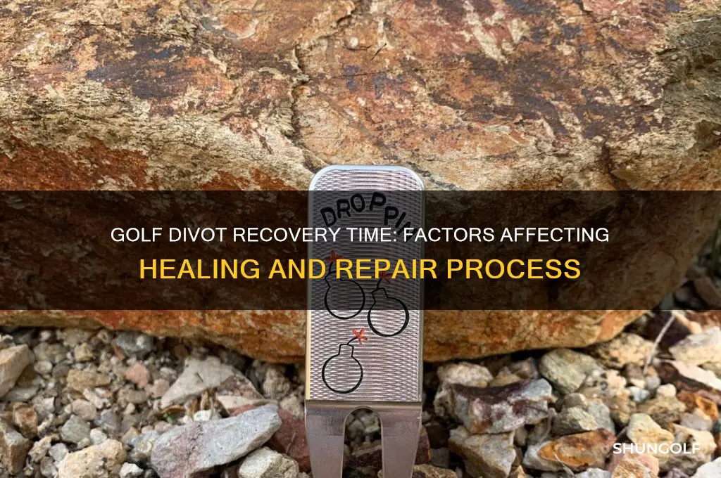 how long do golf divots take to recover