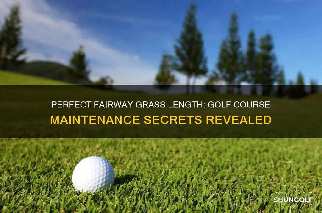 how long is the grass on a golf fairway