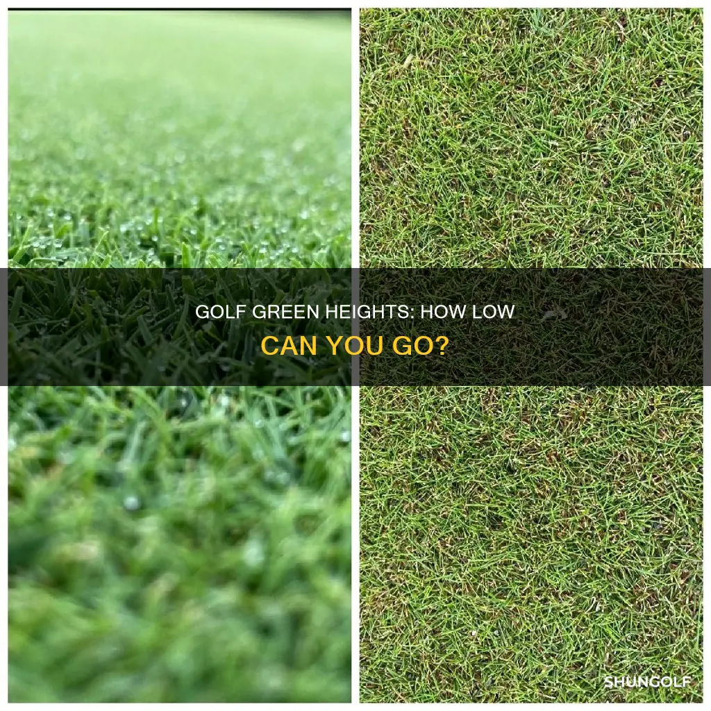 how low are golf greens cut