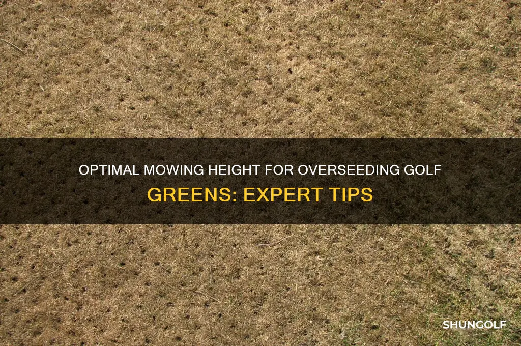 how low to cut before overseeding golf greens
