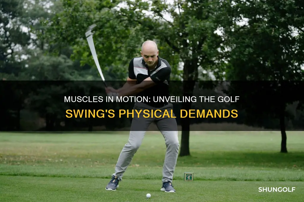 how many muscles are used when swinging a golf club