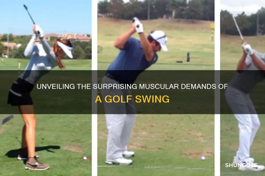 how many muscles do you use to play golf