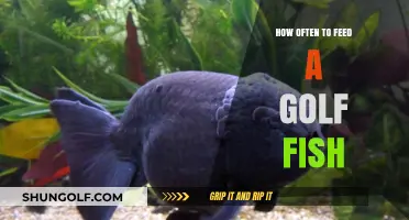 Optimal Feeding Schedule for Your Golf Fish: A Comprehensive Guide