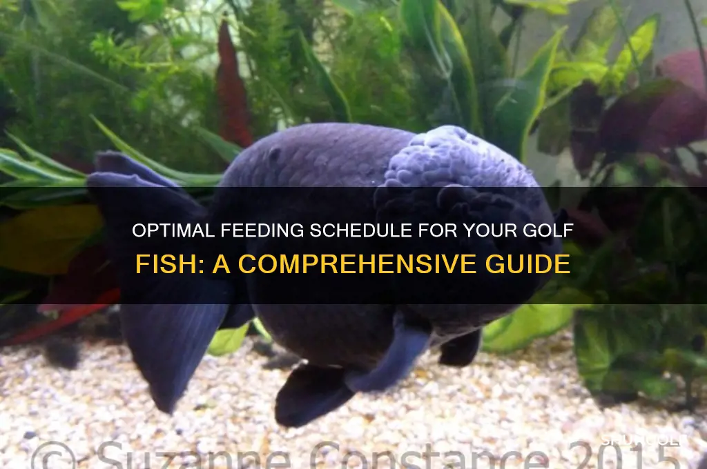 how often to feed a golf fish