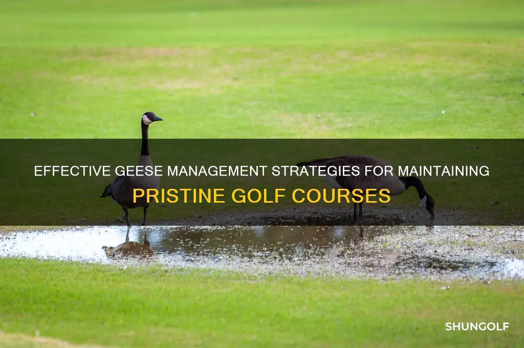 how to control geese on golf courses