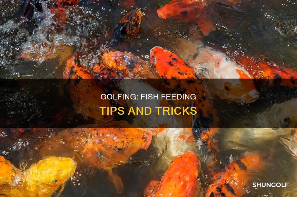 how to feed fish golf story