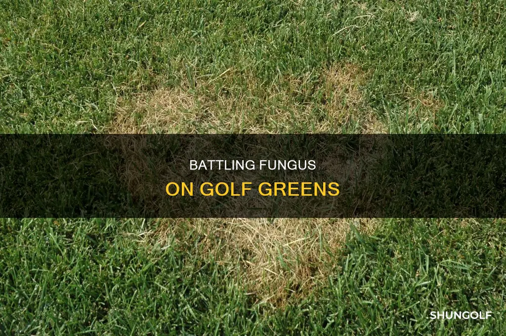 how to fungus on golf greens