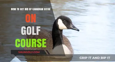 Effective Strategies to Deter Canadian Geese from Golf Courses