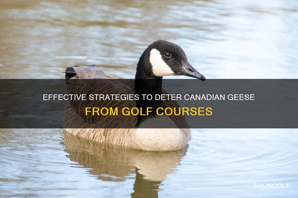 how to get rid of canadian geese on golf course