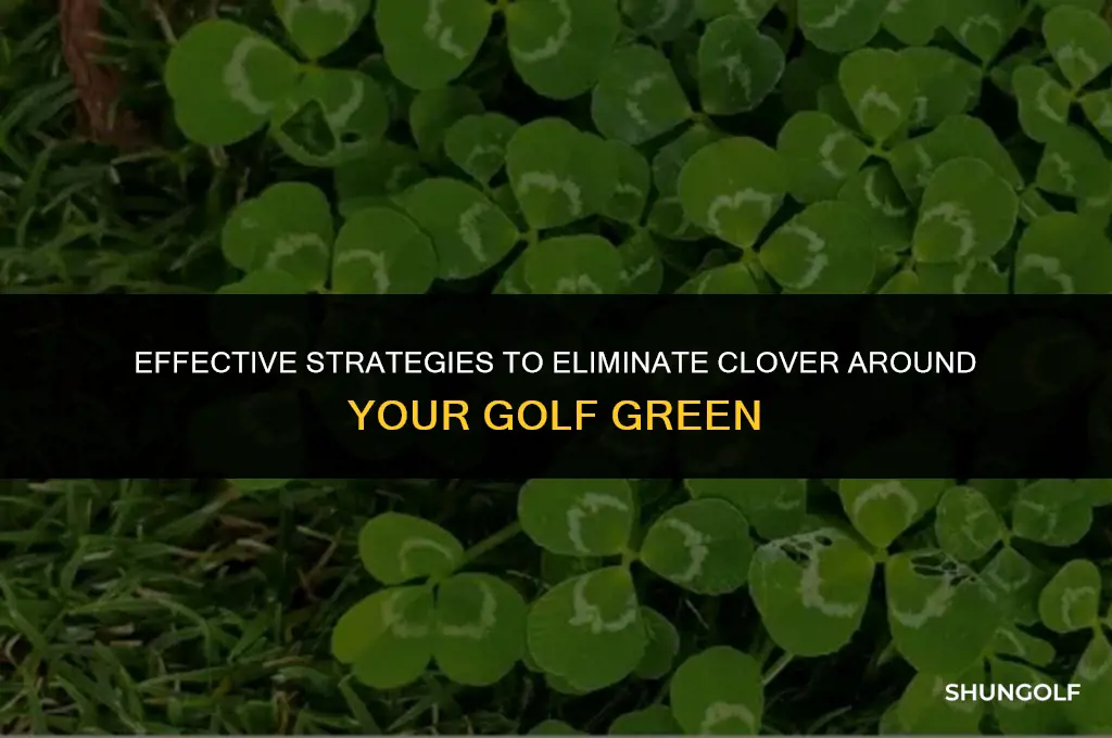 how to get rid of clover around golf green