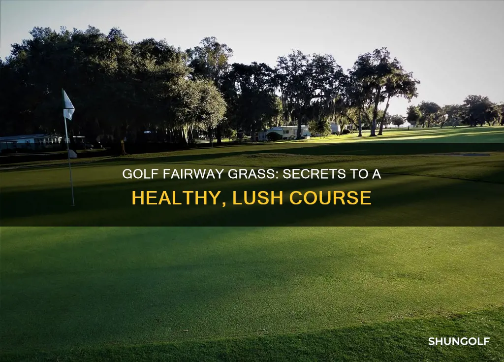 how to grow golf fairway grass
