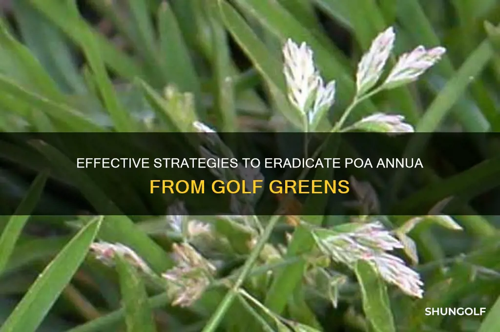 how to kill poa annua on golf greens
