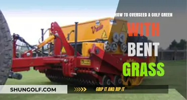 Mastering Bent Grass Overseeding: A Guide to Revitalizing Golf Greens