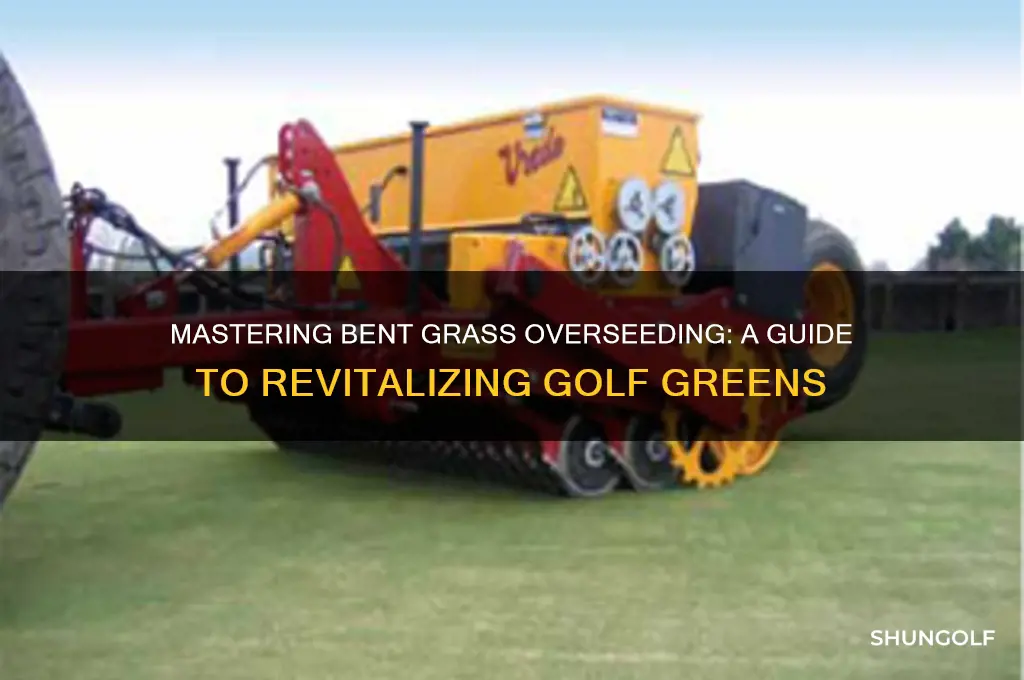 how to overseed a golf green with bent grass
