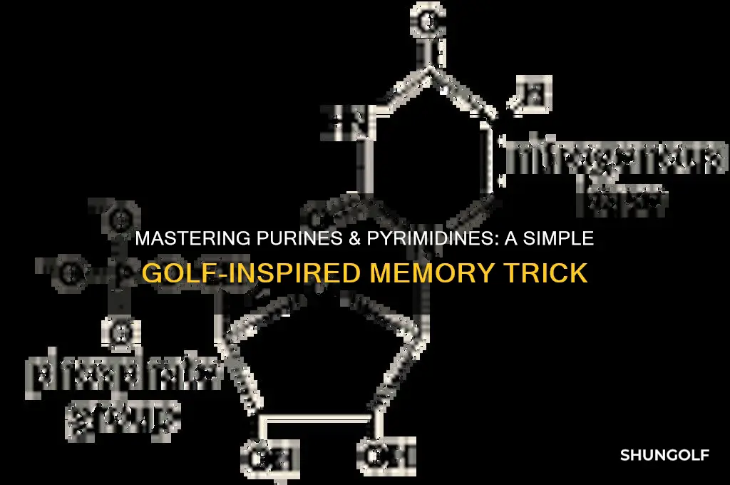 how to remember different purines and pyrimidines pure as golf