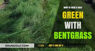 Mastering Bentgrass Seeding: A Step-by-Step Guide for Golf Greens