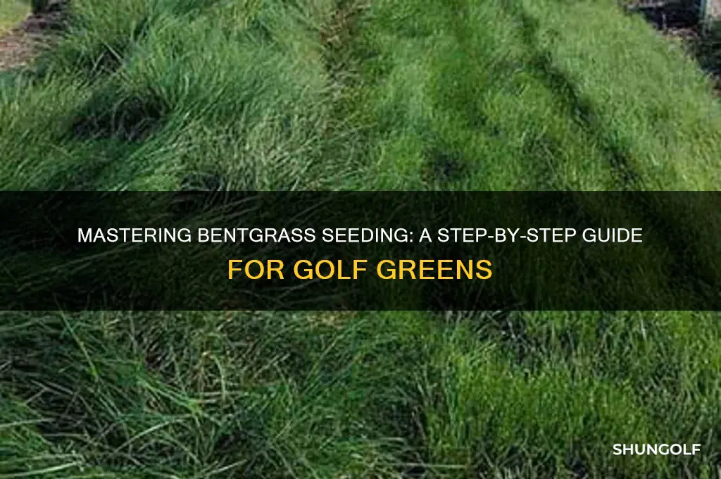 how to seed a golf green with bentgrass