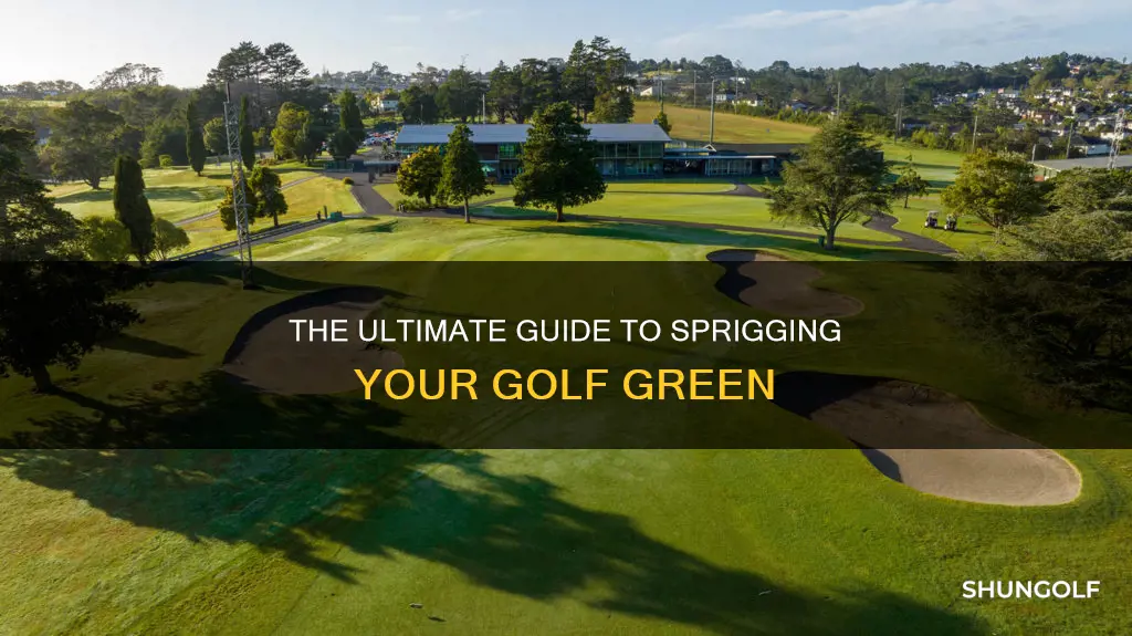 how to sprig a golf green