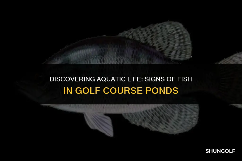 how to tell if a golf course pond has fish