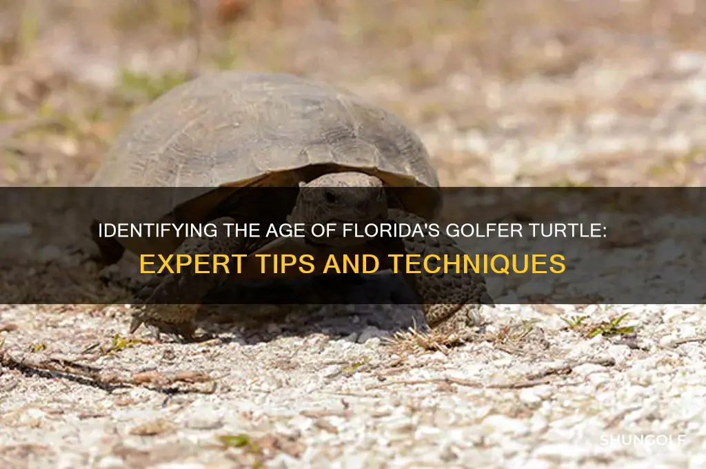 how to tell the age of a florida golfer turtle