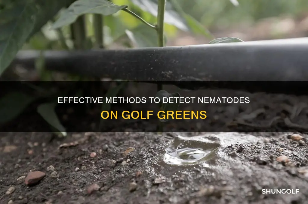 how to test for nematodes on golf greens