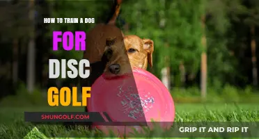 Mastering the Course: Training Your Dog for Disc Golf Adventures