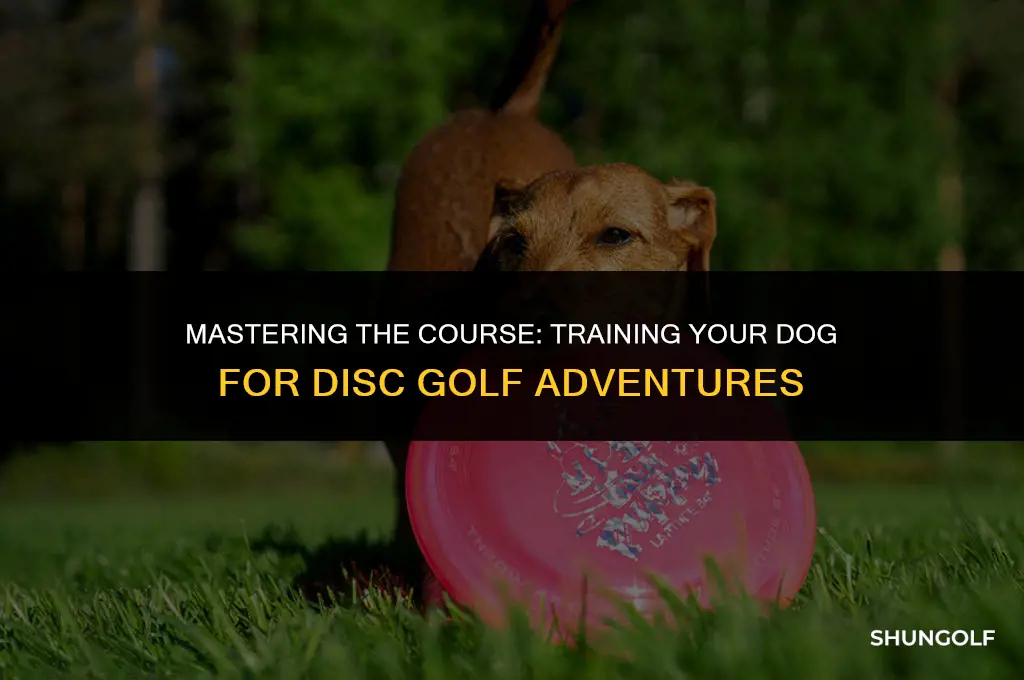 how to train a dog for disc golf
