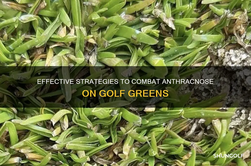 how to treat anthracnose on golf greens
