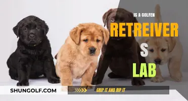 Golden Retrievers: Loyal Lab Companions