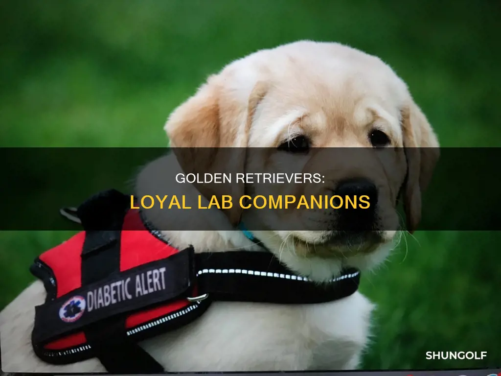 is a golfen retreiver s lab