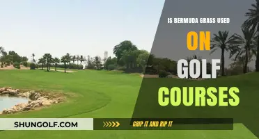 Bermuda Grass: A Popular Choice for Golf Course Fairways and Greens