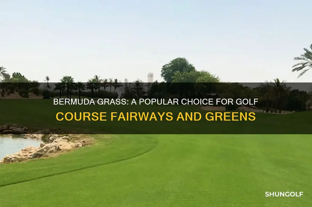 is bermuda grass used on golf courses