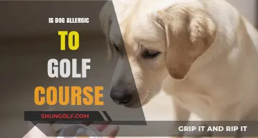 Can Golf Courses Trigger Dog Allergies? What Pet Owners Should Know