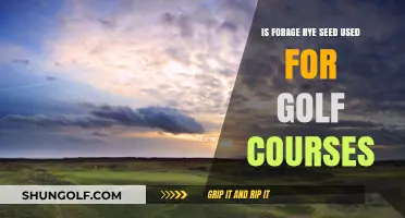 Forage Rye Seed: A Game-Changer for Golf Course Maintenance?