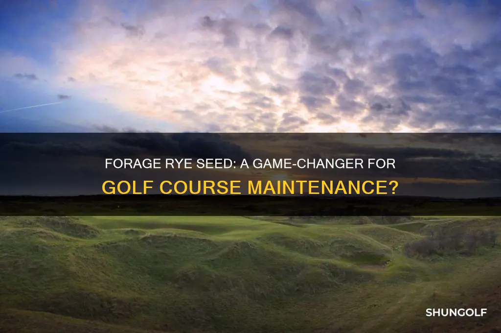 is forage rye seed used for golf courses