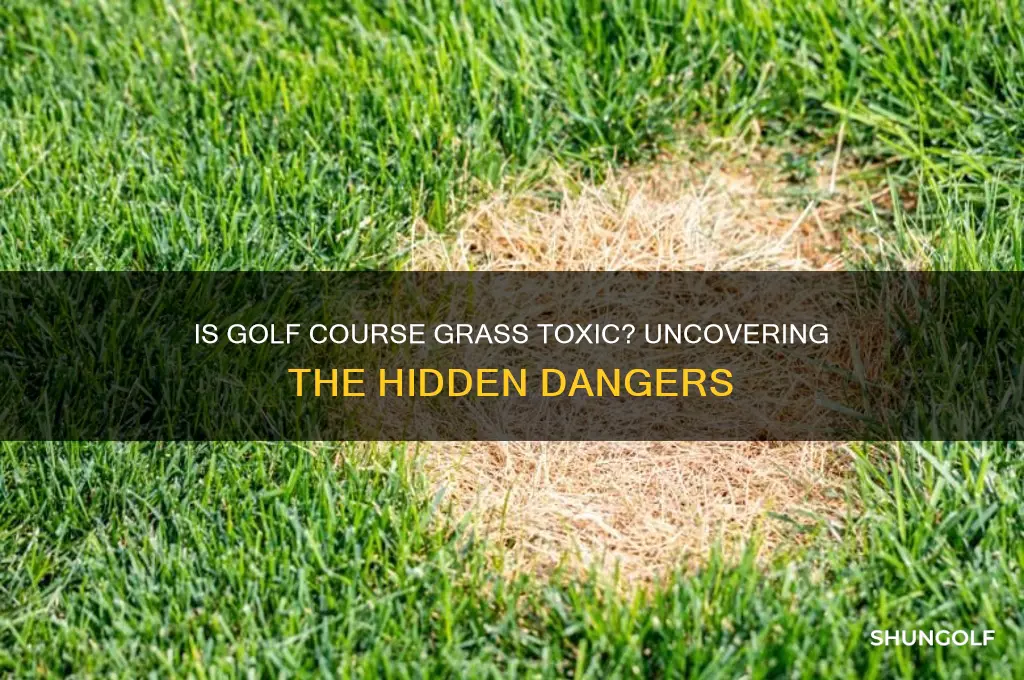 is golf course grass is toxic