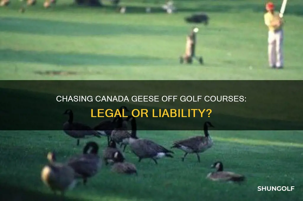 is it legal to chase canada geese off golf course