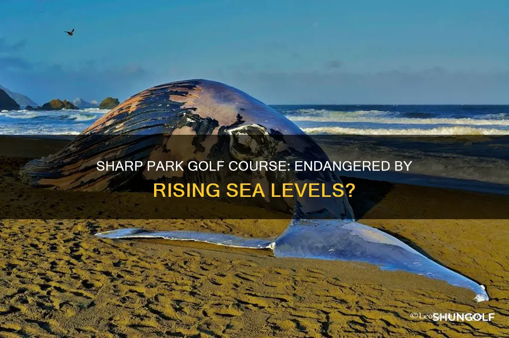 is sharp park golf course threatened by the sea