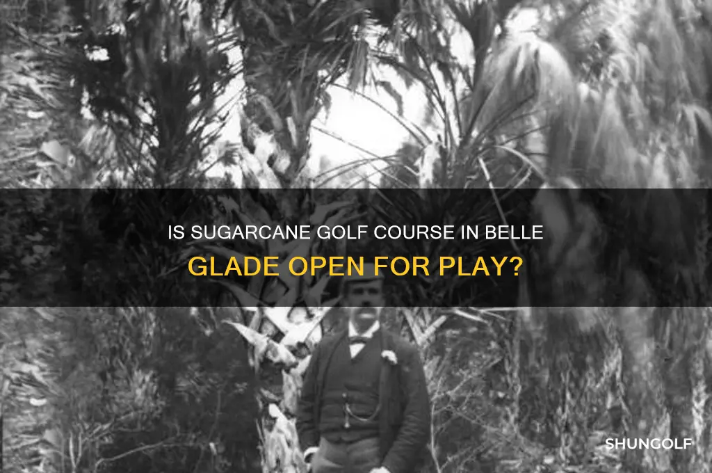 is sugarcane golf course in belle glade open