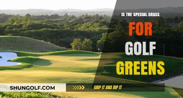 The Secret Behind Perfect Golf Greens: Special Grass Explained