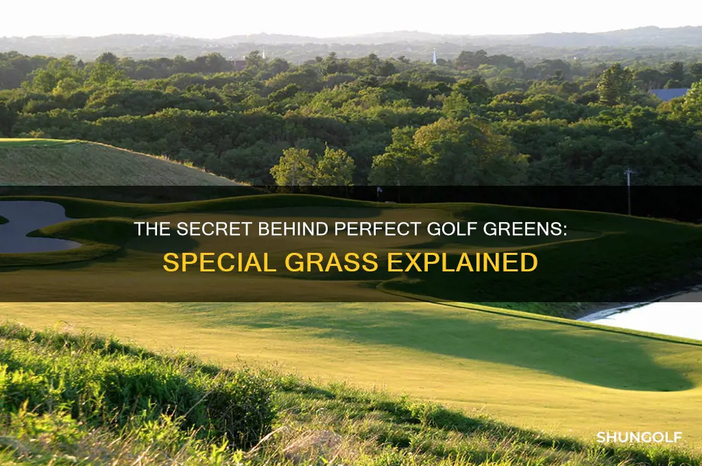 is the special grass for golf greens
