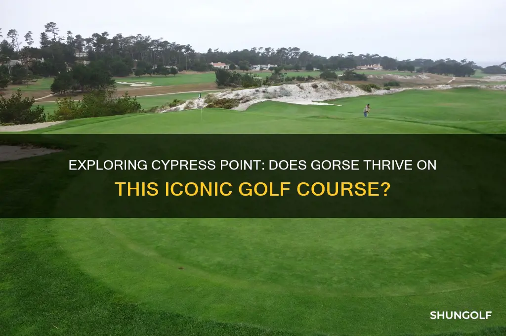 is there gorse at cypress point golf course