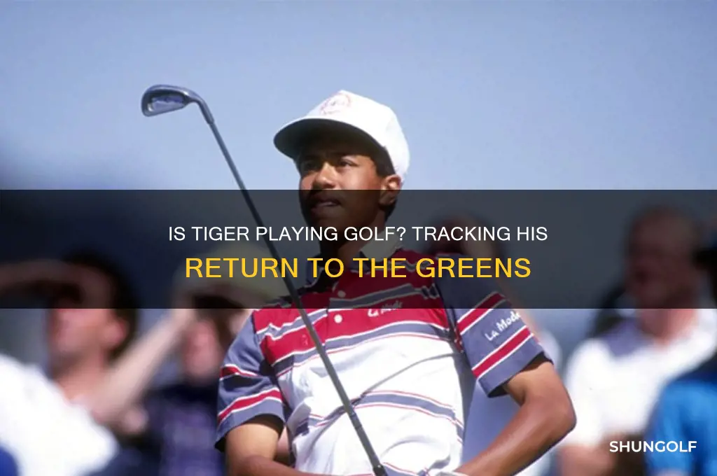 is tiger playing golf