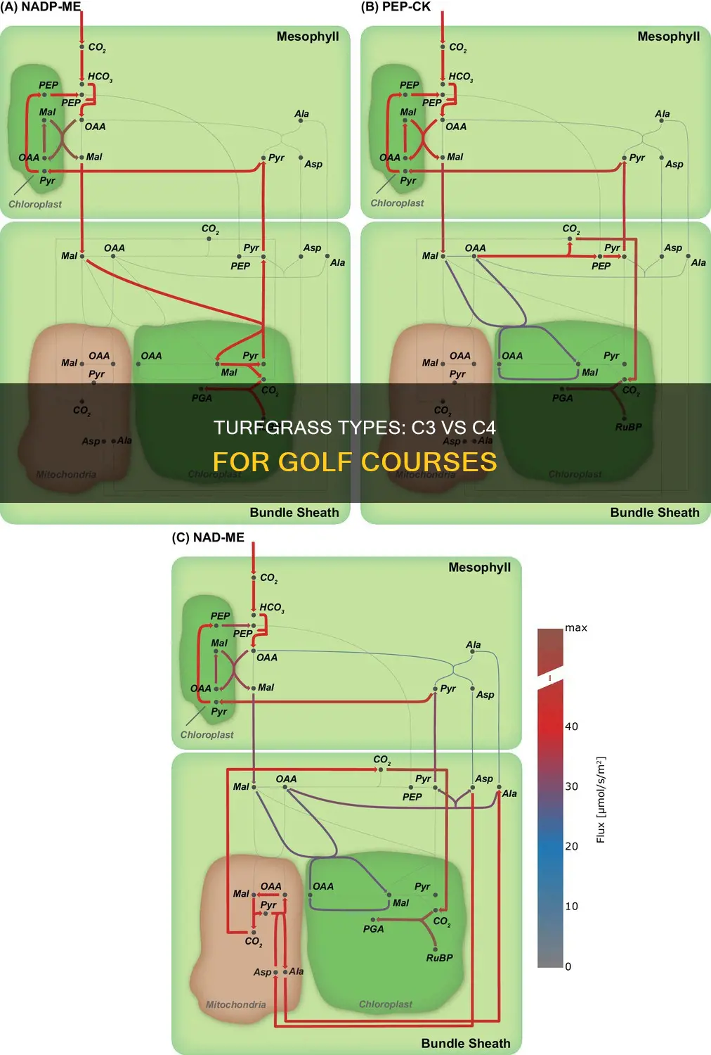 is turfgrass c3 or c4 golf