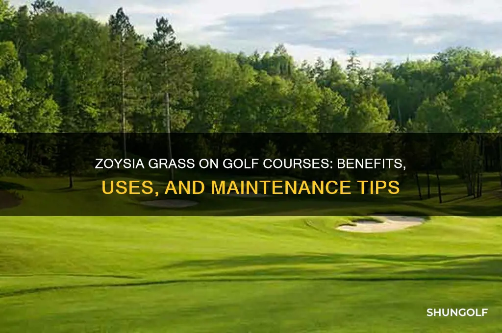 is zoysia grass used on golf courses