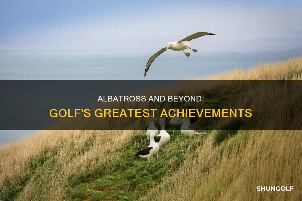 what after an albatross in golf