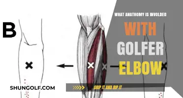 Understanding Golfer's Elbow: Key Anatomical Structures and Their Role