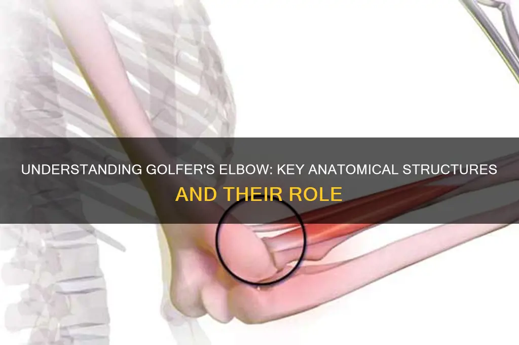 what anathomy is involded with golfer elbow